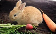 兔子最爱吃的10种食物