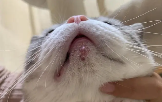 猫下巴长脓包能自愈吗
