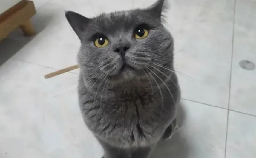 蓝猫为什么不建议养 蓝猫为什么不建议养