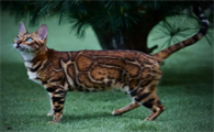 孟加拉豹猫养了后悔了