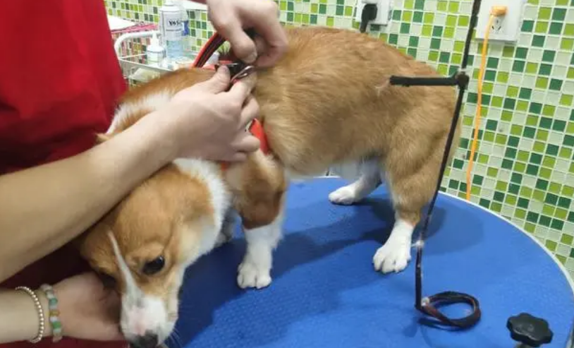 宠物医院驱虫价格