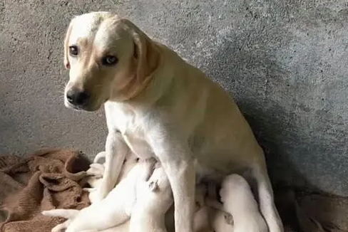 狗妈妈没有奶小狗吃什么