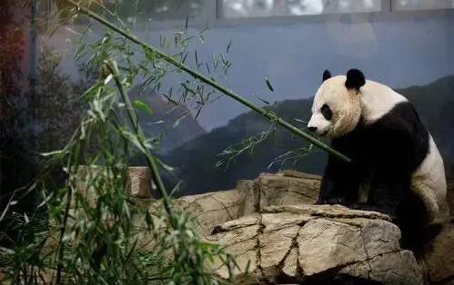 美香熊猫在哪个国家
