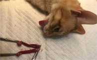 猫咪绝育为什么没有伤疤呢