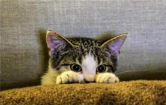 猫妈妈舔着即将离开小猫