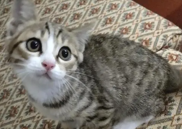 中国狸花猫多少钱一只？想养的看过来
