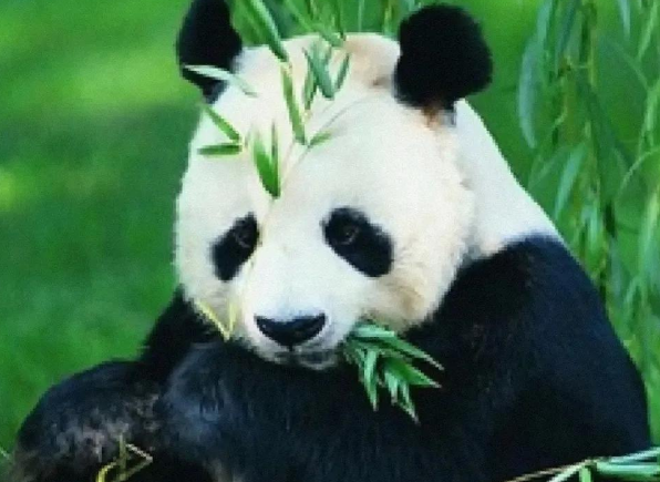 “丫丫”真的在美国受到了虐待吗？