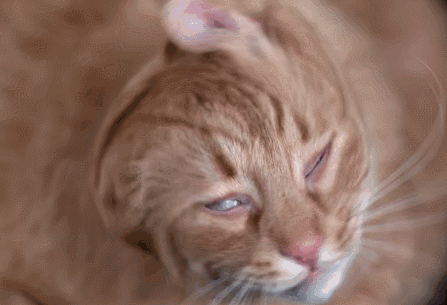 猫咪甩头特别厉害是为什么原因 猫咪甩头特别厉害是为什么原因