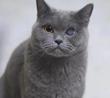 蓝猫异瞳多少钱