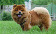 松狮犬有几种