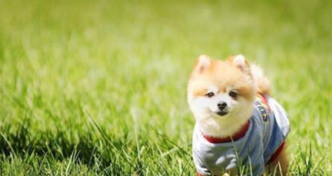 狗狗：不必蒙蔽我的个人行为，仅仅由于大家的感观能力不一样