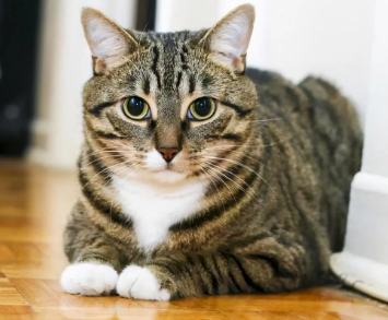 狸花猫有哪些优点，一文有答案！