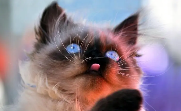 小猫眼睛变色过程