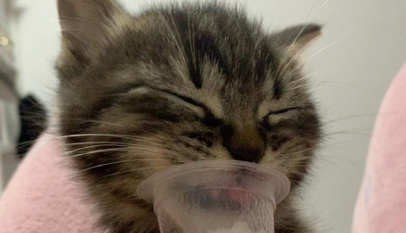 猫咪吃羊奶吗 猫咪吃羊奶吗
