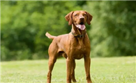 维兹拉犬适合家养吗