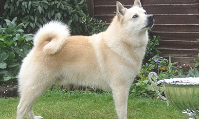 挪威布哈德犬眼睛如何护理？眼睛护理步骤是什么？
