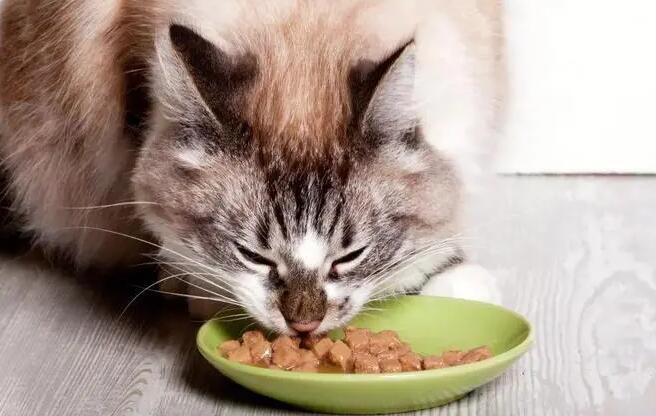 猫吃什么食物化毛效果好呢