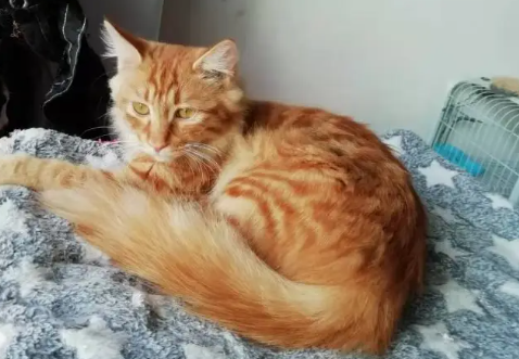 养宠知识:橘猫为什么越来越瘦呢? 养宠知识:橘猫为什么越来越瘦呢?