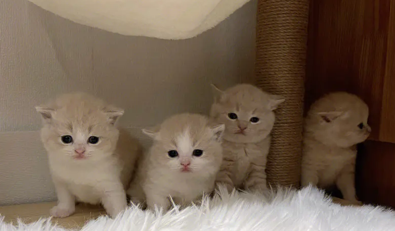  一文告诉你，孕妇能养小奶猫吗？