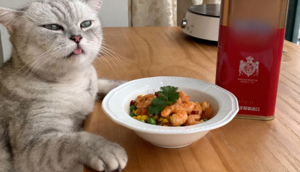 料理猫王用的是假猫抓吗