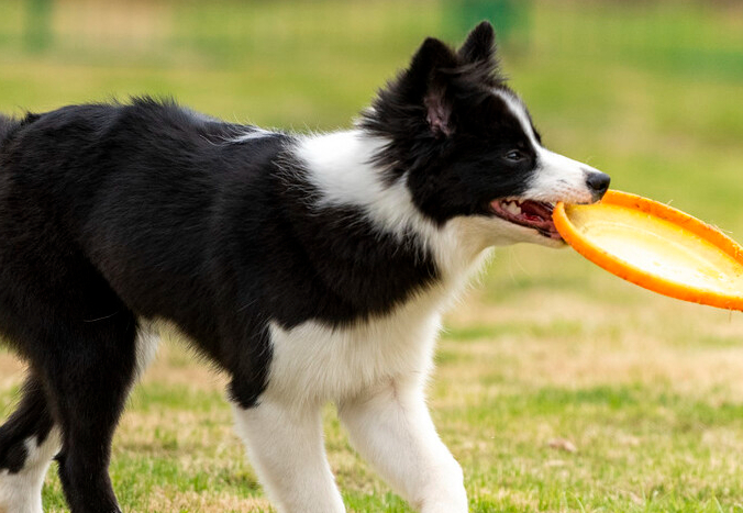 边牧不同年龄段的智商是多少？不妨来看看吧