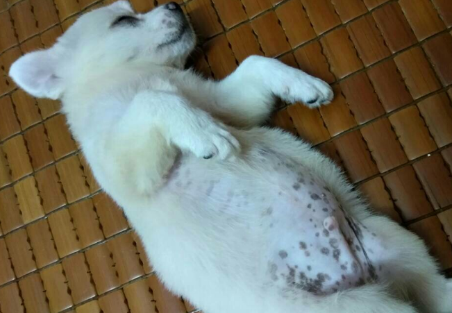 狗狗真菌黑斑图片