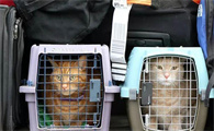 宠物猫怎么托运安全可靠