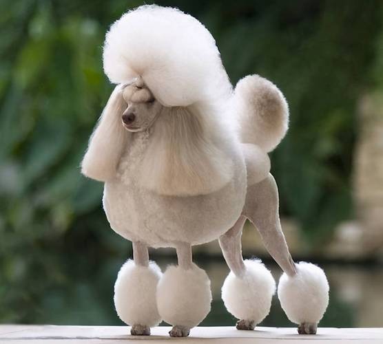 四季贵宾:百科贵宾犬非非你所不知道的 四季贵宾:百科贵宾犬非非你所不知道的