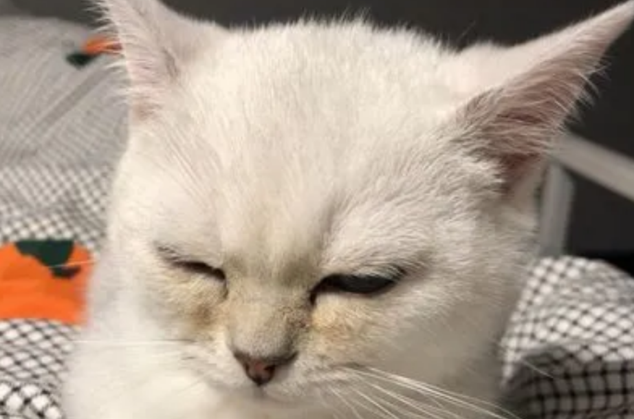 猫咪为什么在家不睁眼睛
