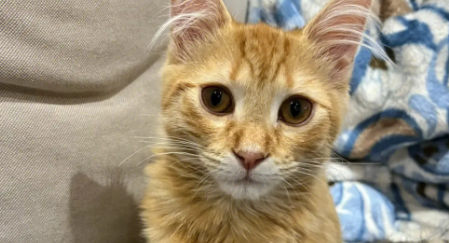 橘猫眼睛颜色有哪些?其实还蛮多的! 橘猫眼睛颜色有哪些?其实还蛮多的!