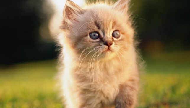 国外为什么禁止给猫绝育 国外为什么禁止给猫绝育