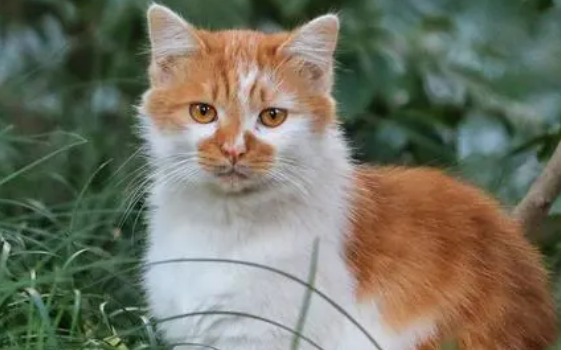 流浪猫有鼠疫吗？会不会传给人？