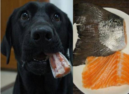 狗狗能吃三文鱼尾巴吗