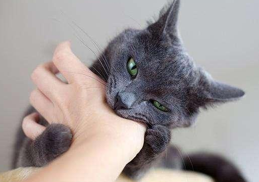 土猫为什么爱咬人？原因很简单