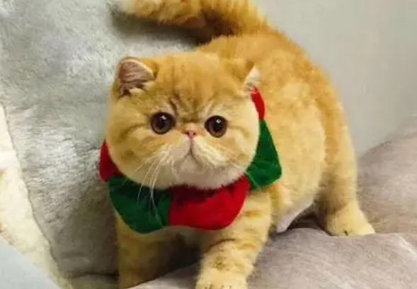 加菲猫为什么不叫唤 加菲猫为什么不叫唤