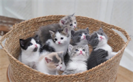 小奶猫几个月可以吃猫粮?不知道的来看看!