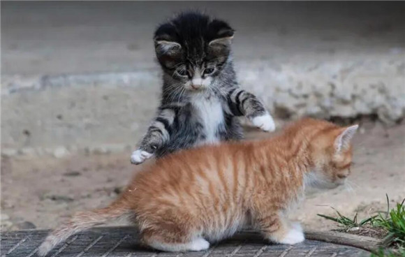 有的猫咪为什么老鼠不怕猫咪