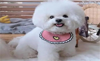 卷毛比熊犬何时产崽