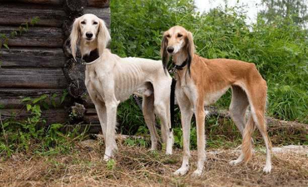 细犬怎么洗澡？有哪些注意事项？