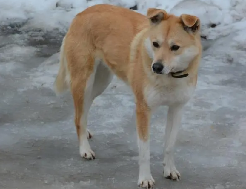 中华田园犬怎么喂？需要注意哪些饮食细节呢？