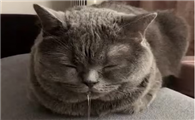 猫流口水粘稠还很臭