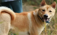 萌宠小知识:中华田园犬吃土怎么回事?
