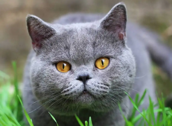 猫咪最怕的惩罚 猫咪最怕的惩罚