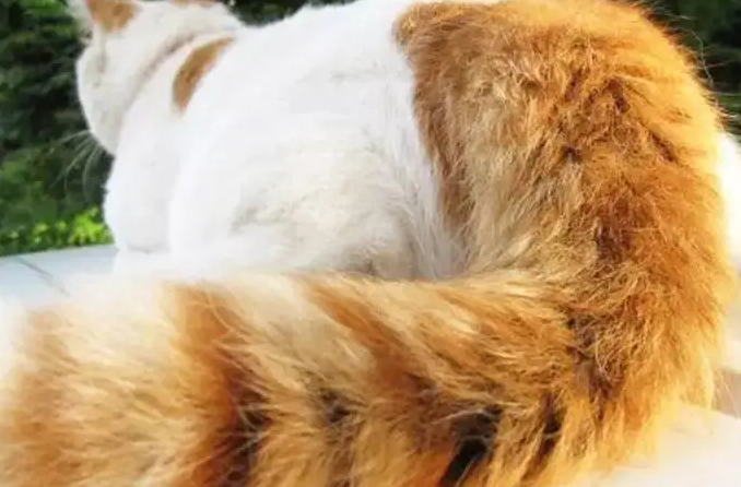 猫咪尾巴左右横扫