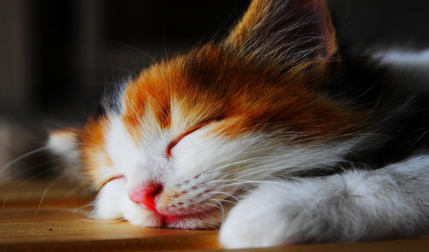 得了猫瘟的猫睡觉姿势