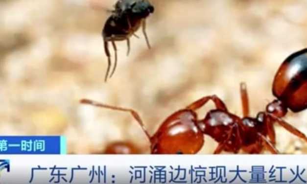 一个蚁巢24万头工蚁，广州现大量红火蚁，它带来什么后果？