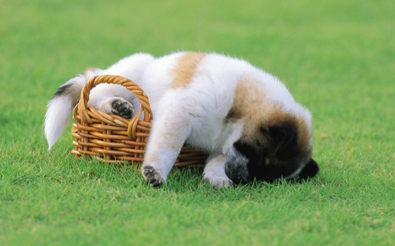 狗吃了口香糖会怎么样