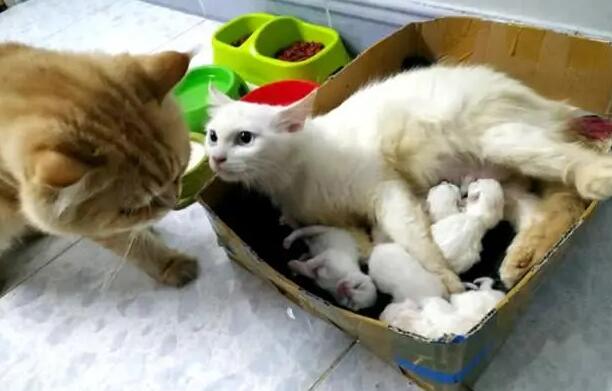 猫生了一个迟迟不生第二个 猫生了一个迟迟不生第二个