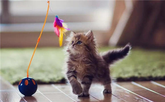 小猫咪是怎么叫的英语怎么说怎么写 小猫咪是怎么叫的英语怎么说怎么写