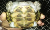 乌龟四肢窝胀气